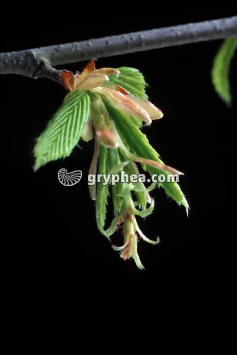 Charme - fleurs femelles - gryphea.org